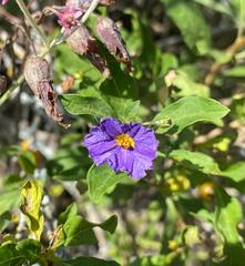 Lycianthes lycioides
