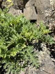 Phacelia lenta