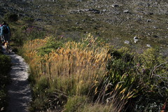 Pseudopentameris macrantha