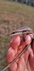 Notomabuya frenata