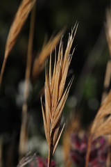 Pseudopentameris macrantha