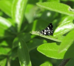 Pseudothyris sepulchralis