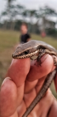 Notomabuya frenata