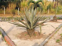 Agave tequilana