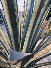 Agave tequilana