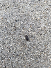 Armadillidium nasatum