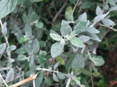 Helichrysum petiolare