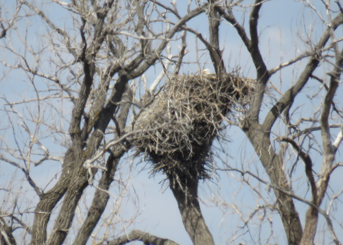 Bald Eagle photographed in South Dakota