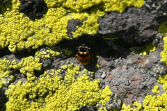Hippodamia caseyi