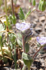 Phacelia breweri