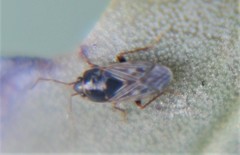 Cryphula apicata