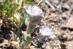 Phacelia breweri