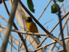 Euphonia trinitatis