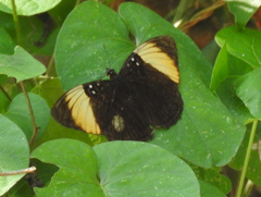 Adelpha melanthe
