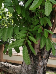 Khaya senegalensis