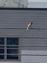 Haemorhous mexicanus