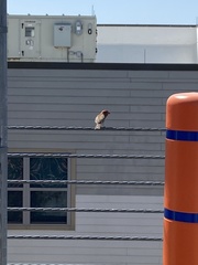 Haemorhous mexicanus