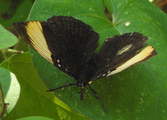 Adelpha melanthe