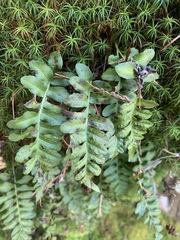 Polypodium hesperium