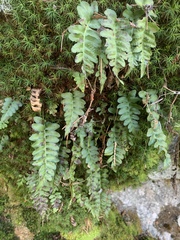 Polypodium hesperium
