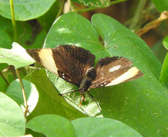 Adelpha melanthe