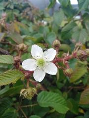 Rubus