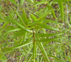 Dryocosmus quercuslaurifoliae