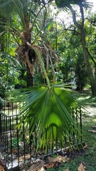 Pritchardia