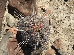 Thelocactus bicolor bicolor