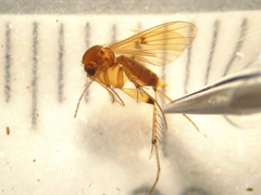 Mycetophila colorata