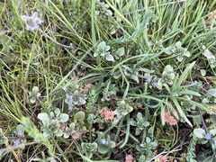 Pogogyne serpylloides