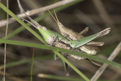 Allotruxalis gracilis