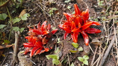 Zingiber chrysanthum