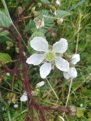 Rubus