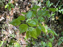 Casearia decandra