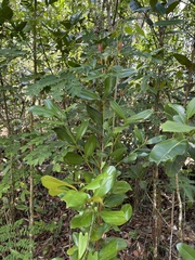 Pimenta racemosa grisea
