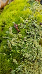 Cladonia parasitica