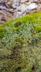 Cladonia parasitica