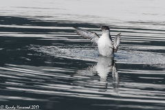 Synthliboramphus antiquus