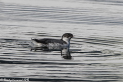 Synthliboramphus antiquus