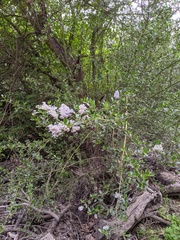 Ceanothus spinosus