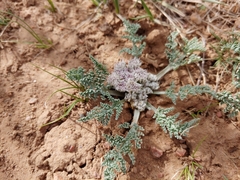 Vesper montanus