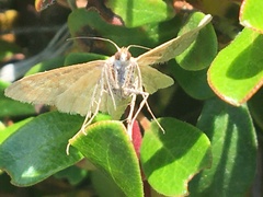 Mecyna mustelinalis