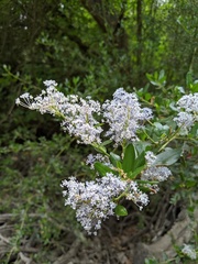 Ceanothus spinosus