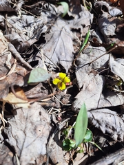 Viola rotundifolia