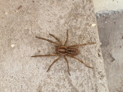 Lycosa erythrognatha