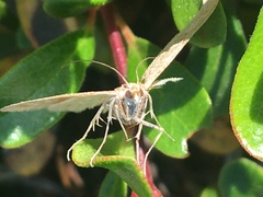 Mecyna mustelinalis