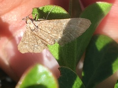 Mecyna mustelinalis