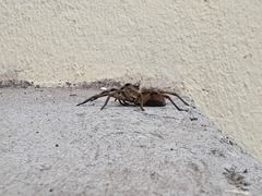 Lycosa erythrognatha