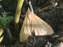 Mecyna mustelinalis